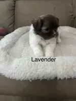 Lavender , a female Pomeranian and Shih Tzu for sale in Avoca, MI – 1 of 1