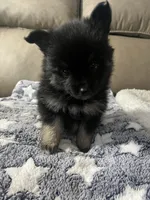 BonBon, a male Pomsky for sale in Avoca, MI – 3 of 3