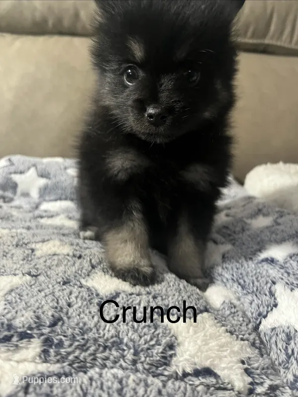 Crunch  – Pomsky puppy for sale in Avoca, MI