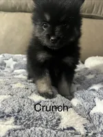 Crunch , a male Pomsky for sale in Avoca, MI – 1 of 2