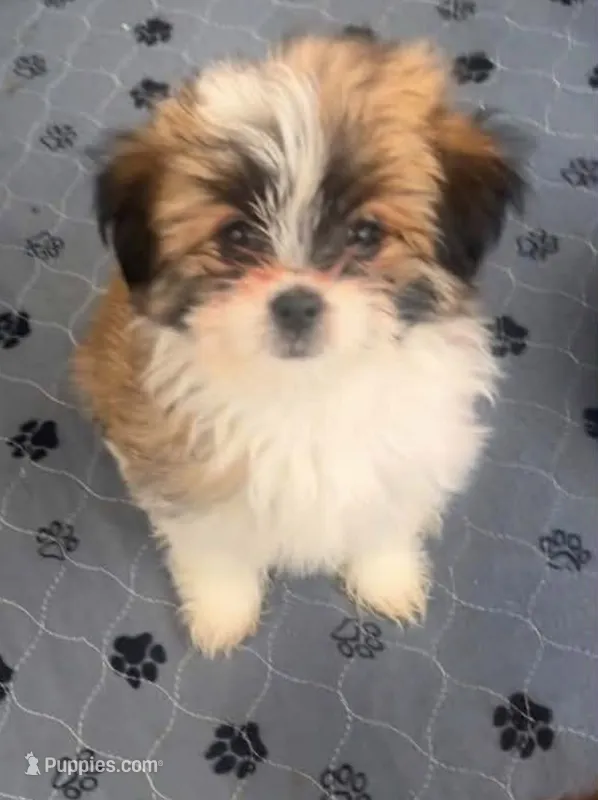 Plum – Shiranian puppy for sale in Avoca, MI