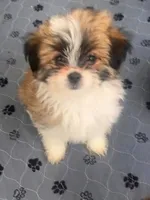 Plum, a female Shiranian for sale in Avoca, MI – 1 of 3