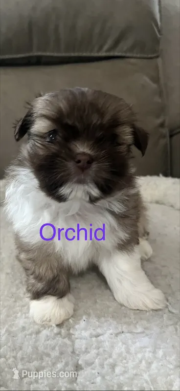 Orchid Shiranian – Pomeranian, Shih Tzu puppy for sale in Avoca, MI