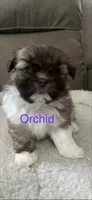 Orchid Shiranian, a female Pomeranian and Shih Tzu for sale in Avoca, MI – 1 of 2