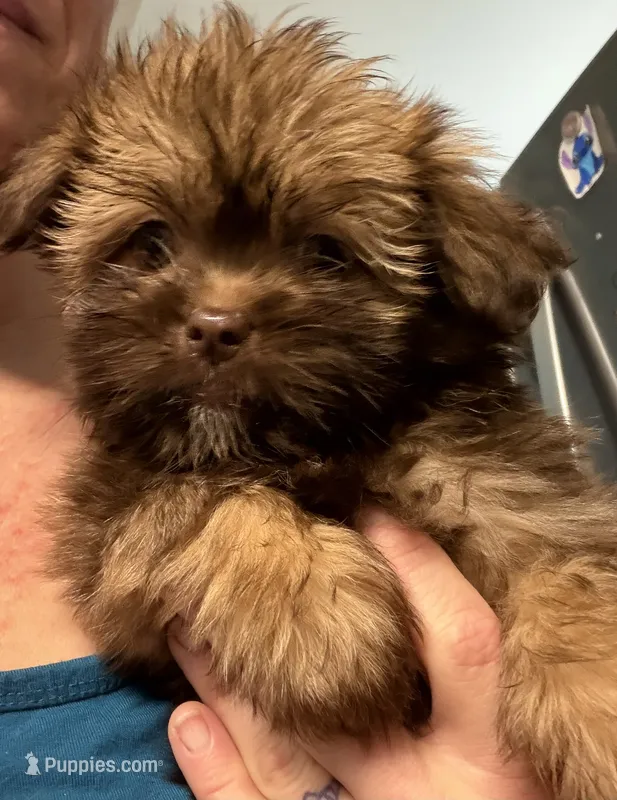 Indigo – Pomeranian, Shih Tzu puppy for sale in Avoca, MI