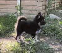BonBon, a male Pomsky for sale in Avoca, MI – 2 of 4
