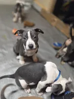 processed/629514cf-1bca-4014-81e1-359d81c0bf61/listing/a86076dd-bc79-482b-9e4a-3d9fd437f3c2/f22af135-7cb6-49bb-a4d3-feb01e284c6c