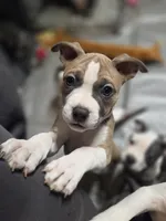 processed/629514cf-1bca-4014-81e1-359d81c0bf61/listing/d301da11-8bd4-4933-87d6-8c1cfac95fb7/059bfab0-9004-4d3b-8b29-f0e7297ab894