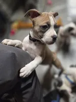 processed/629514cf-1bca-4014-81e1-359d81c0bf61/listing/d301da11-8bd4-4933-87d6-8c1cfac95fb7/ede2f84b-131f-4b9b-a980-78b29e0f0d7f