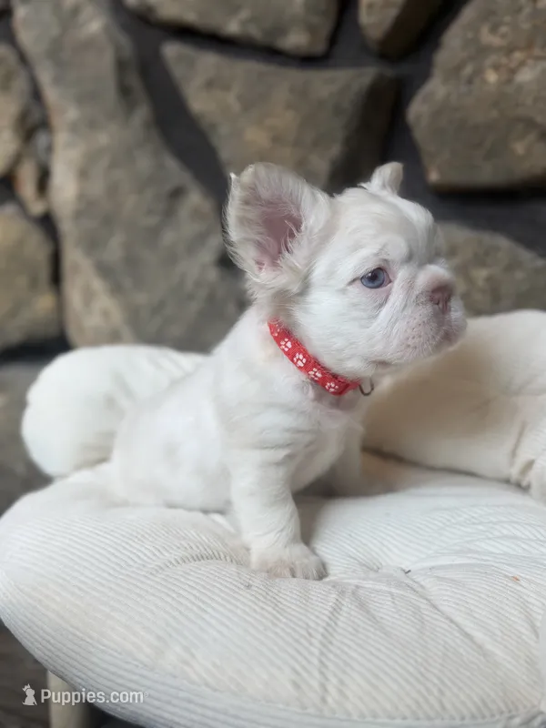 Dom – French Bulldog puppy for sale in Tuscola, TX