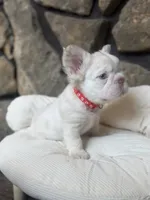 Dom, a male French Bulldog for sale in Tuscola, TX – 1 of 7