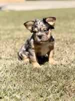 Bourbon, a male French Bulldog for sale in Tuscola, TX – 2 of 6