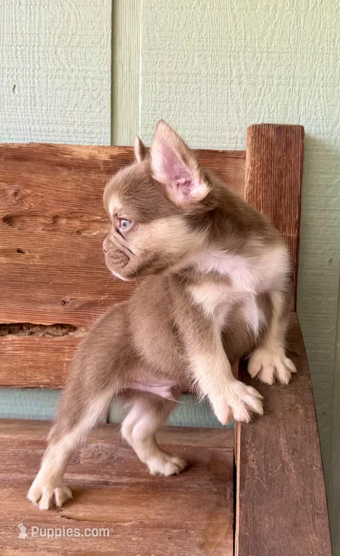 Rusty, a male French Bulldog for sale in Tuscola, TX - 3 of 8