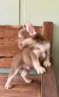 Rusty, a male French Bulldog for sale in Tuscola, TX – 3 of 8