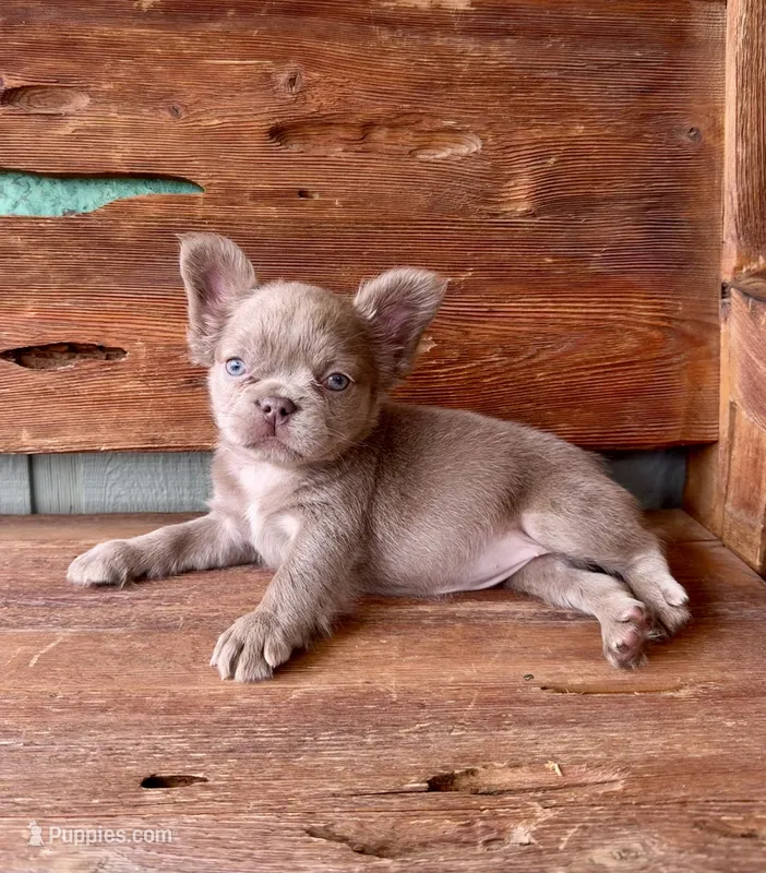 Mocha Rose, a female French Bulldog for sale in Tuscola, TX - 8 of 10