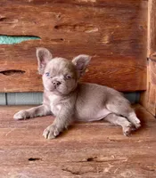 Mocha Rose, a female French Bulldog for sale in Tuscola, TX – 8 of 10