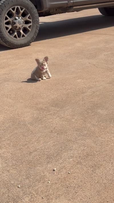 Champagne Mami, a female French Bulldog for sale in Tuscola, TX – 9 of 9