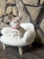 Champagne Mami, a female French Bulldog for sale in Tuscola, TX – 4 of 9