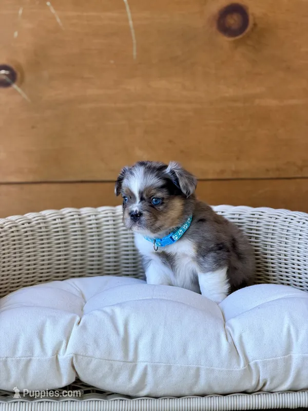 Macallan, a male French Bulldog for sale in Tuscola, TX — photo 8
