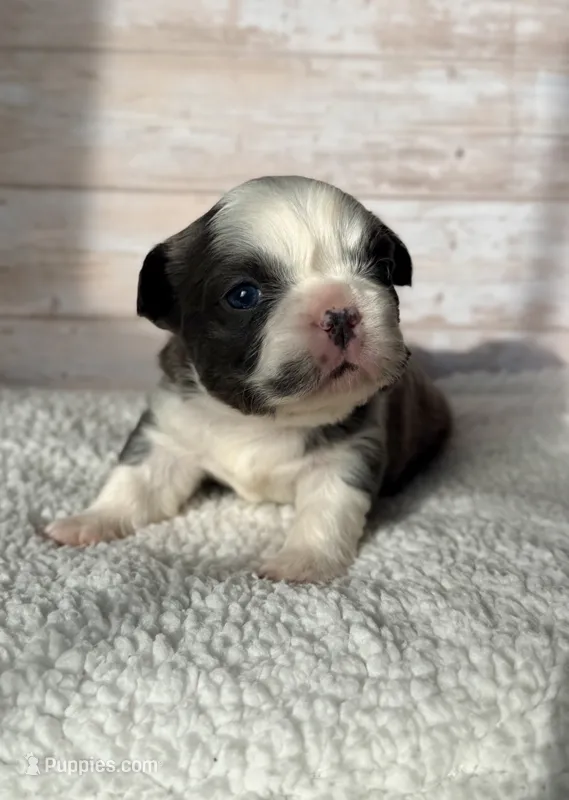 Dr. Grant – French Bulldog puppy for sale in Tuscola, TX