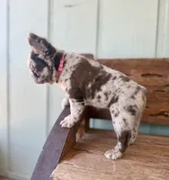 Honey, a female French Bulldog for sale in Tuscola, TX – 9 of 10
