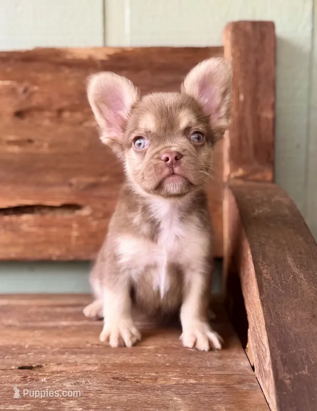 Rusty, a male French Bulldog for sale in Tuscola, TX - 2 of 8