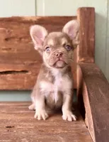 Rusty, a male French Bulldog for sale in Tuscola, TX – 2 of 8