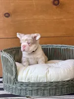 Cognac, a male French Bulldog for sale in Tuscola, TX – 6 of 6