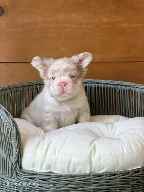 Cognac, a male French Bulldog for sale in Tuscola, TX — photo 2