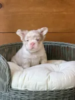 Cognac, a male French Bulldog for sale in Tuscola, TX – 2 of 6