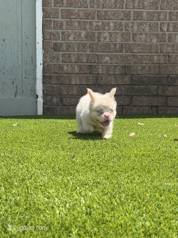 Halo, a female French Bulldog for sale in Tuscola, TX - 3 of 8