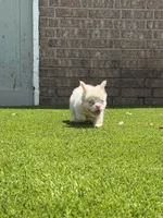 Halo, a female French Bulldog for sale in Tuscola, TX – 3 of 8