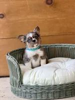 Macallan, a male French Bulldog for sale in Tuscola, TX – 2 of 10