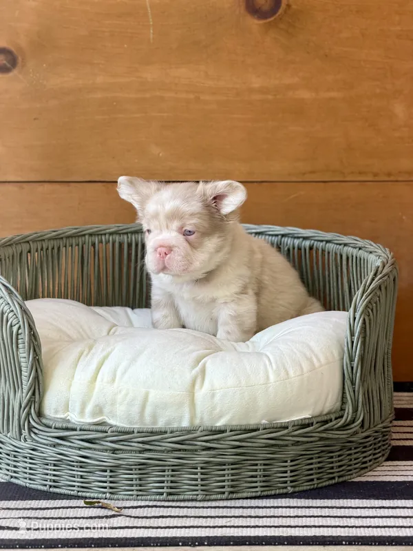 Cognac, a male French Bulldog for sale in Tuscola, TX — photo 3