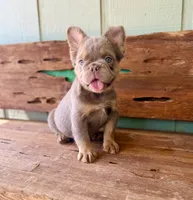 Shiner, a male French Bulldog for sale in Tuscola, TX – 1 of 8