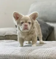 Louie , a male French Bulldog for sale in Tuscola, TX – 6 of 6