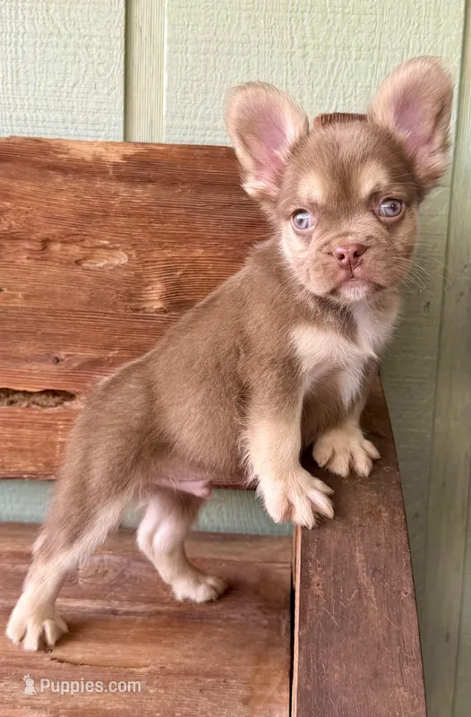 Rusty – French Bulldog puppy for sale in Tuscola, TX
