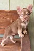 Rusty, a male French Bulldog for sale in Tuscola, TX – 1 of 8