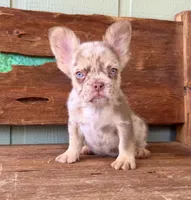 Wilder, a male French Bulldog for sale in Tuscola, TX – 6 of 9