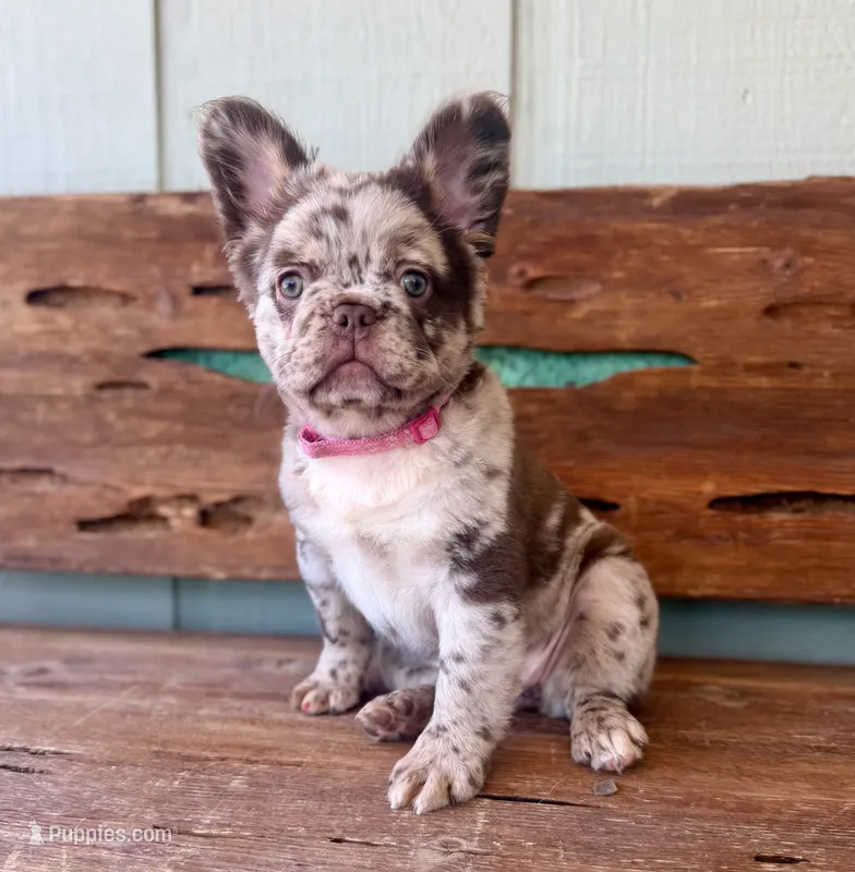 Honey – French Bulldog puppy for sale in Tuscola, TX