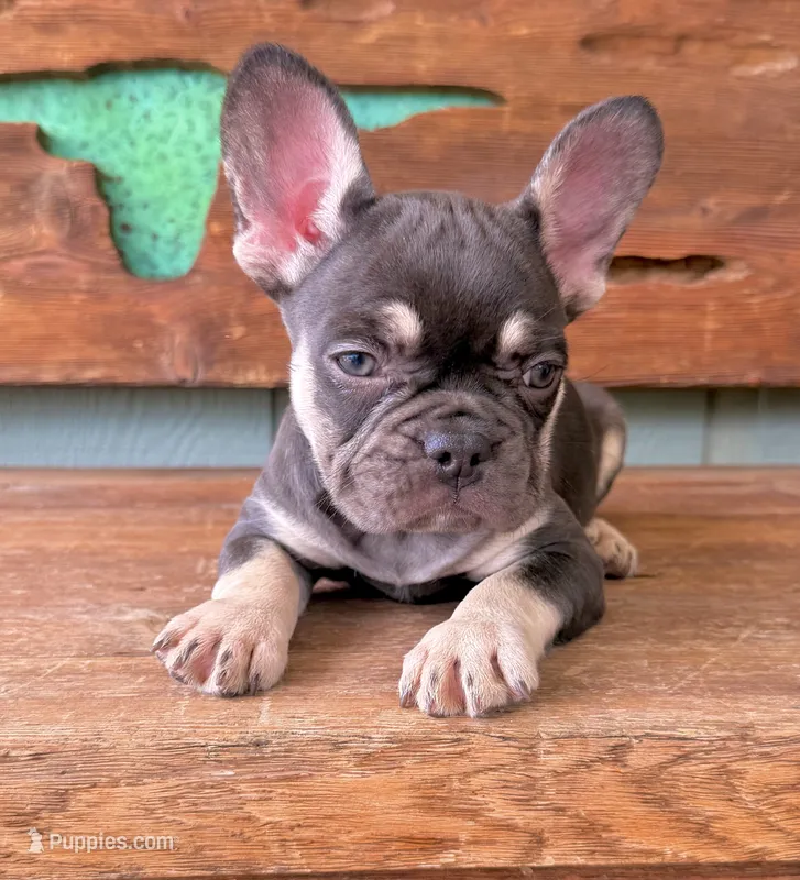 Hazel, a female French Bulldog for sale in Tuscola, TX - 4 of 9