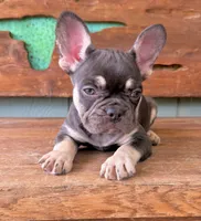 Hazel, a female French Bulldog for sale in Tuscola, TX – 4 of 9