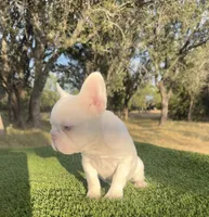 Moonshine, a male French Bulldog for sale in Tuscola, TX – 3 of 5