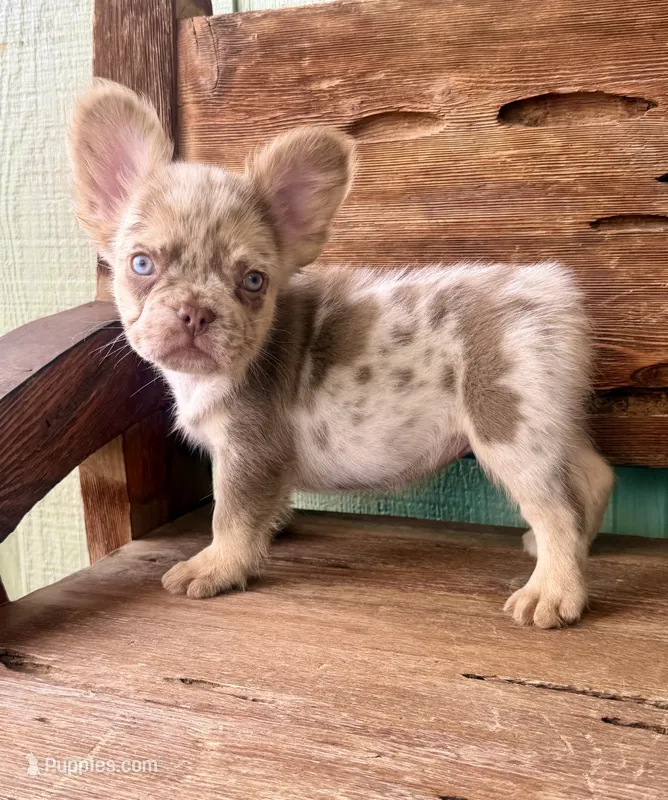 Wilder, a male French Bulldog for sale in Tuscola, TX - 2 of 9