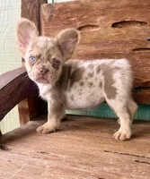 Wilder, a male French Bulldog for sale in Tuscola, TX – 2 of 9