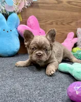 Megan, a female French Bulldog for sale in Tuscola, TX – Photo 4 of 10