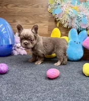 Megan, a female French Bulldog for sale in Tuscola, TX – Photo 7 of 10