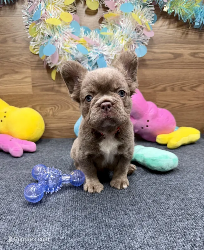 Megan – French Bulldog puppy for sale in Tuscola, TX