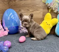 Megan, a female French Bulldog for sale in Tuscola, TX – Photo 5 of 10