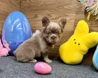 Megan, a female French Bulldog for sale in Tuscola, TX – Photo 2 of 10